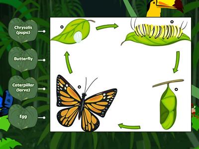 Butterfly's life cycle