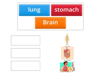 match each organ with the correct system