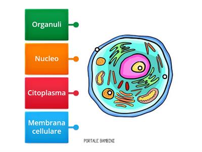  La cellula struttura