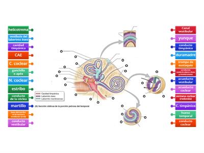 Anatomía del oído medio e interno