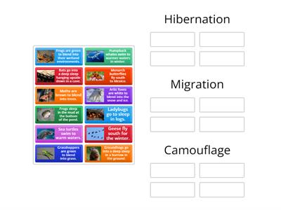 Hiberntation, Migration, or Camouflage? 