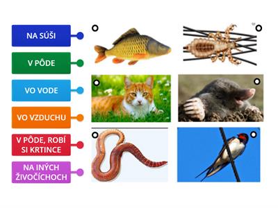 Kde žije?