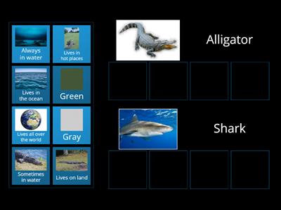 Alligator/Shark compare and contrast