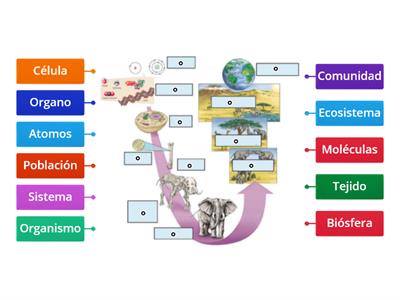 Niveles de Organización 