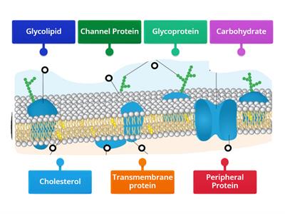 Structure of Cell Membrane: Label Diagram