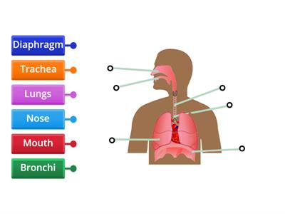 Labelled Respiratory System