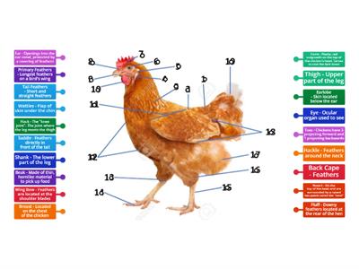 Parts of a Chicken