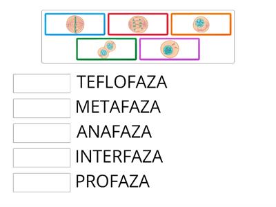 MITOZA - Pridruži sličicu uz odgovarajući naziv faze mitoze.
