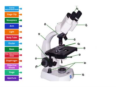 Microscopio y sus partes (Diagrama)