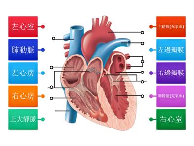 心臟構造