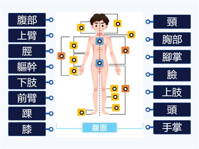 翰林國中健體1上－人體外部構造－腹面篇