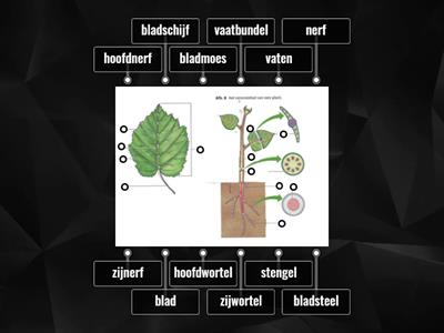 biologie vatenstelsel plant