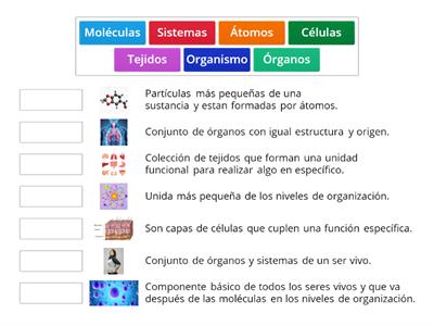 Niveles de organización de los seres vivos 