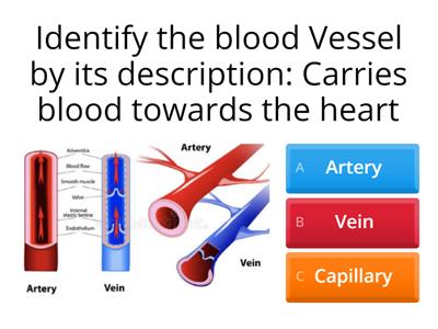 Cardio-respiratory and Vascular System Quiz
