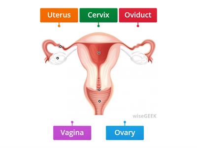 Female Reproductive System KS3