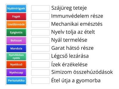 Nyelvlökéses Nyelési Fogalmak Kvíz