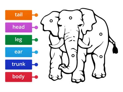 Elephant's Body Parts