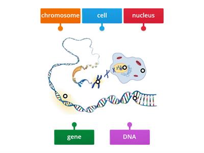 Structure Dna - Teaching Resources