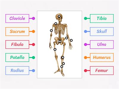 Skeleton & bones