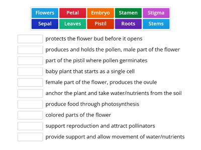 Plant and Flower Parts Match Up