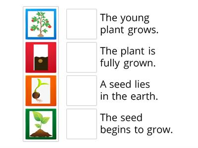 Seed life cycle