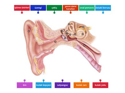 6. sınıf duyu organları kulak