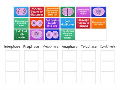 Mitosis