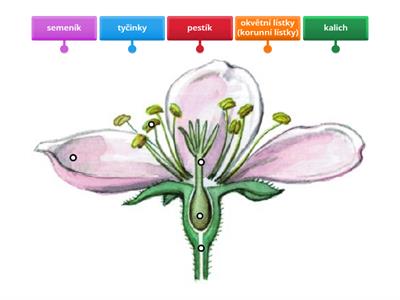 ČÁSTI KVĚTU 