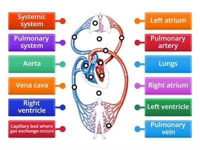 Cardiovascular system - Label the double circulatory system