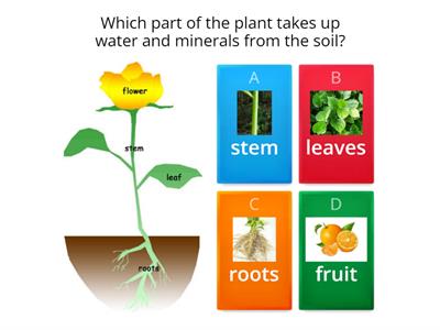 Function of parts of a plant
