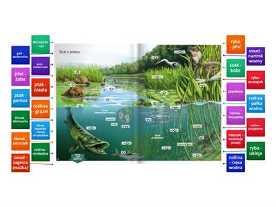 rośliny i zwierzęta - ekosystem jezioro