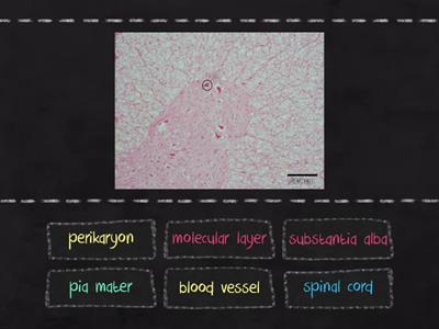 CENTRAL NERVOUS SYSTEM