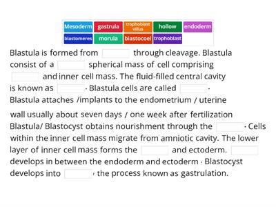 Discuss the human embryo development from blastula to gastrula stage.