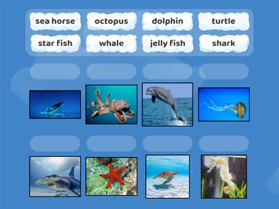 Sea animals