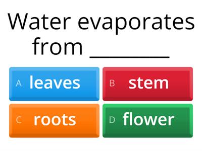 year 3 Revision term1 .2 Plants
