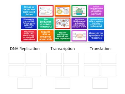 DNA Replication, Transcription, Translation
