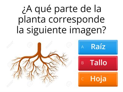 Partes de las plantas