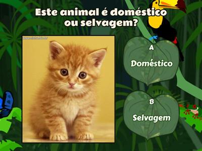 Sei tudo sobre Animais!