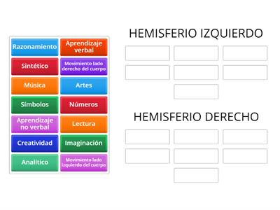 ¿Cuáles son los hemisferios del cerebro? ¿Cuál es la función de cada hemisferio?