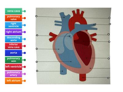 Heart diagram