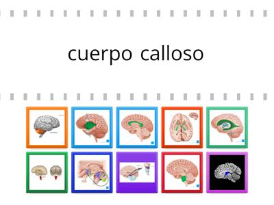 Estructuras encéfalo 