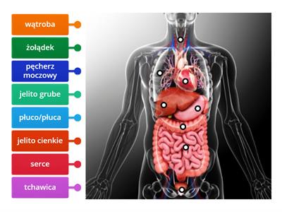 Narządy wewnętrzne