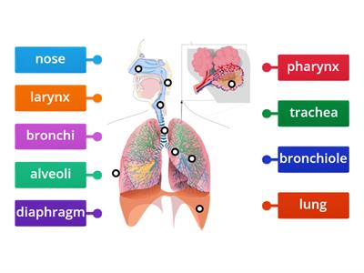  Respiratory system