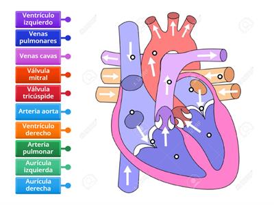 Repaso anatomía corazón