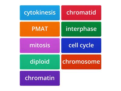 mitosis