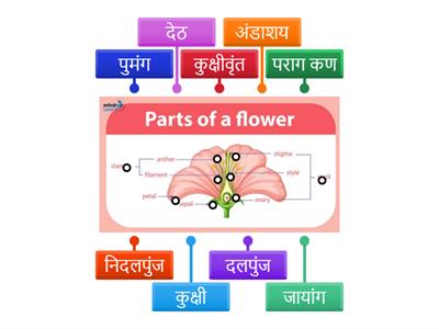 वनस्पती मधील प्रजनन