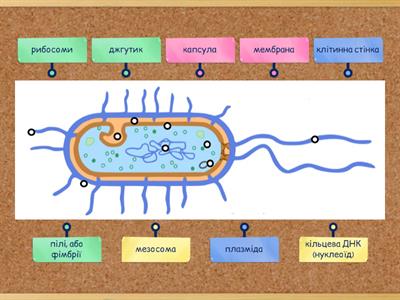 Будова бактеріальної клітини
