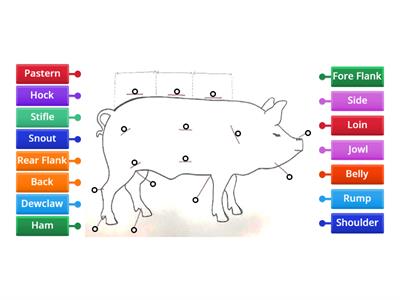 Swine External Anatomy