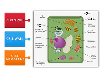 PLANTCELL