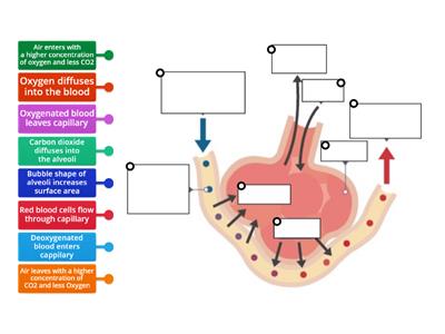  Gas Exchange in the Alveoli